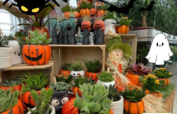 Halloween arrive chez Jardinerie Boncap !