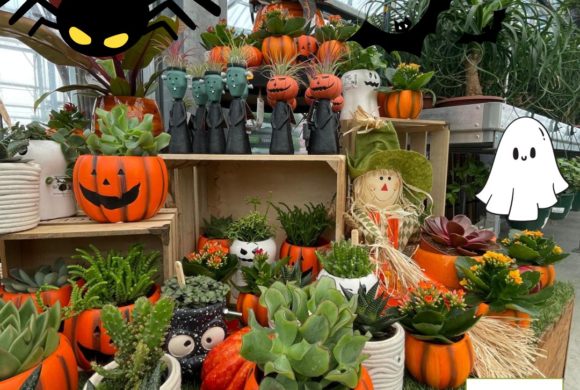 Halloween arrive chez Jardinerie Boncap !