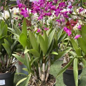 Orchidée collection