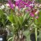 Orchidée collection