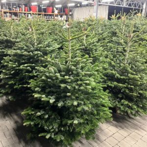 Les sapins sont arrivés à Jardi E.Leclerc Lescar !