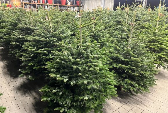 Les sapins sont arrivés à Jardi E.Leclerc Lescar !