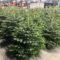 Les sapins sont arrivés à Jardi E.Leclerc Lescar !